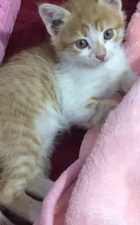 بچه گربه ماده ۲ ماهه فروشی
