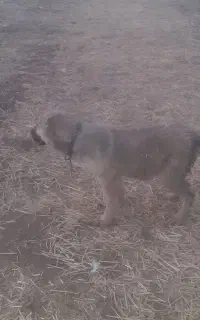 یه جفت توله