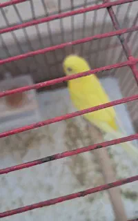 مرغ عشق