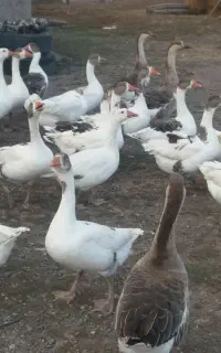 ۳۰ عدد غاز محلی چاق و چله