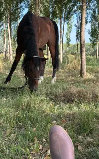 پانسیون و نگهداری اسب