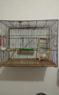 قفس