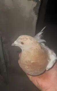 کبوتر