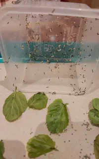 کرم ابریشم تک و عمده