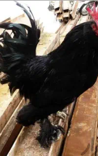 مرغ خروس سیاه جهت چشم نظر رفع بلا قربانی