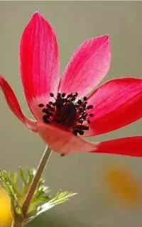 اجرای مراسم مداحی و مولودی وخواندن در مراسم عروسی