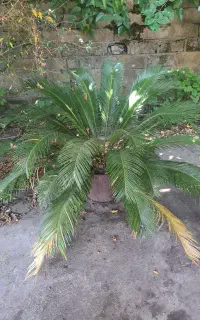 فروش گیاه سیکاس