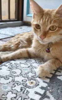 بچه گربه 3 ماهه