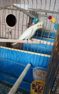 گمشده عروس هلندی