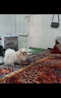 سک عروسکی