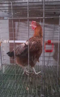 حیوانات خانگی