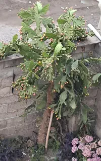 گل کاکتوس