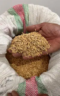 شالی