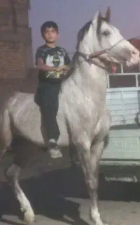 خریدار اسب پالانی باری