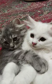 گربه پرشین اسکاتیش