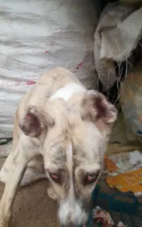 یک عدد توله خراسانی سه ماه ماده اصل چشم گیلاسی