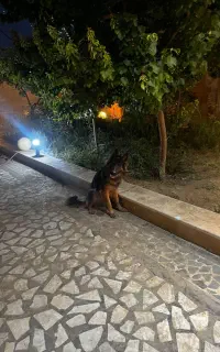 گمشده در اندیشه