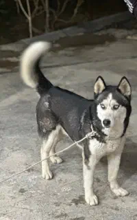 سگ هاسکی