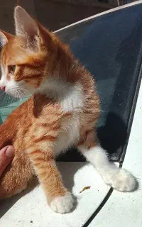 گربه خوش رنگ و بازیگوش