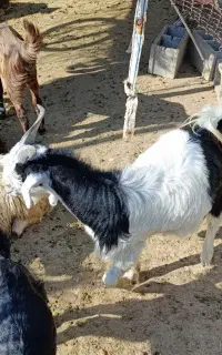 کهره