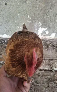 مرغ تخم گذار