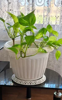 گلها دونه ای ۳۵۰ت