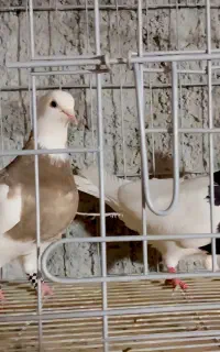 کبوترطوقی