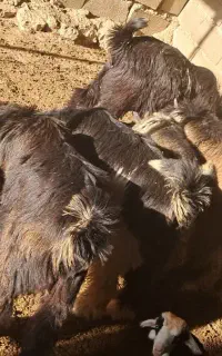 بیگ نر