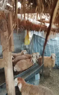 15عدد بره