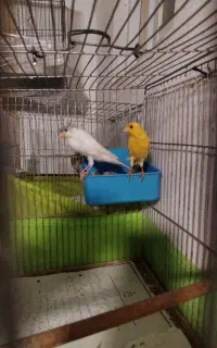 یک جفت قناری نر و ماده با تخم