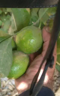خریدارلیمو شیشه/ مجاری/ سنگی/ وهرنوع میوه با قیمت٪
