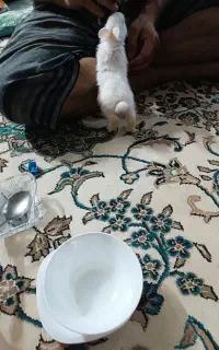 خرگوش مینی لوپ جفت نروماده