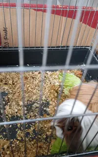 فروش خوکچه هندی