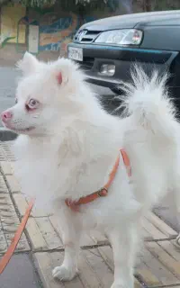 سگ دو نژاد هاسکی و پا کوتاه