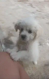 توله سگ