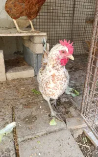 مرغ و خروس گلین