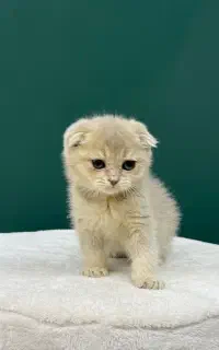 گربه اسکاتیش