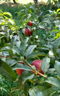 باغ گردو بادوم حدودا ۸۰۰ متر