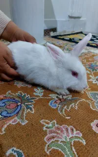 فروش خرگوش ناز نازی سفید