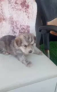 سگ‌ها خارجی