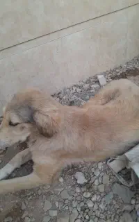 6ماه