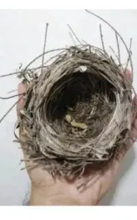 قناری باغی