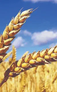 نیازمند کمباین کاه کوب برای برداشت گندم