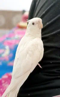 عروس آلوبینو سخنگو با قفس