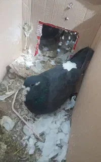 کبوتر فوری