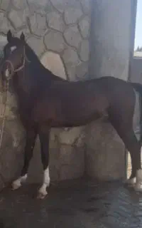 اسب اصیل کورد با شناسنامه