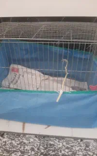 قفس‌پرنده‌بادان‌خوری‌وابخوری‌وتوری‌دورش کلا۶۰۰۰۰۰