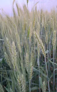گندم بذر پیشکام