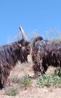 یک جفت بزغاله نر یک ساله داشتی