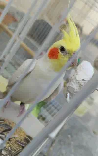 عروس هلندی